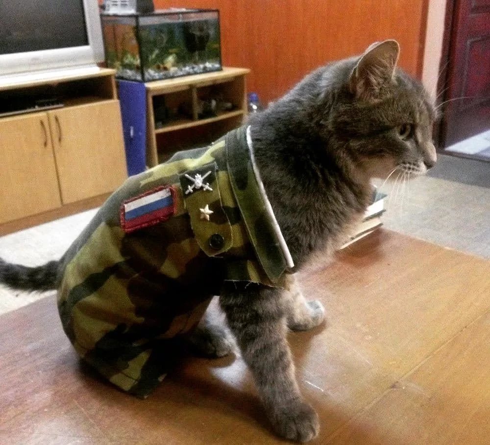 Коты в военной форме