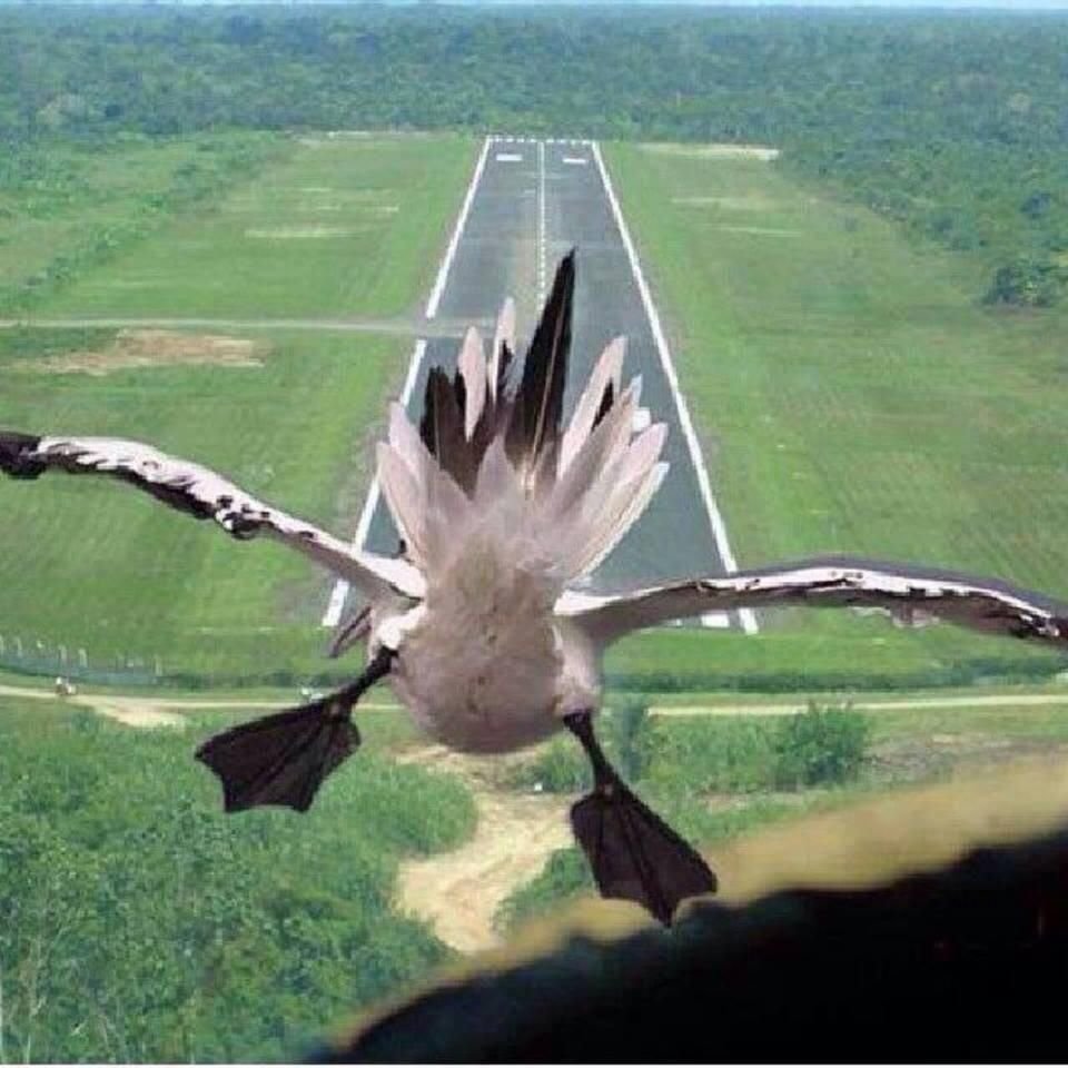 Это птица это самолет
