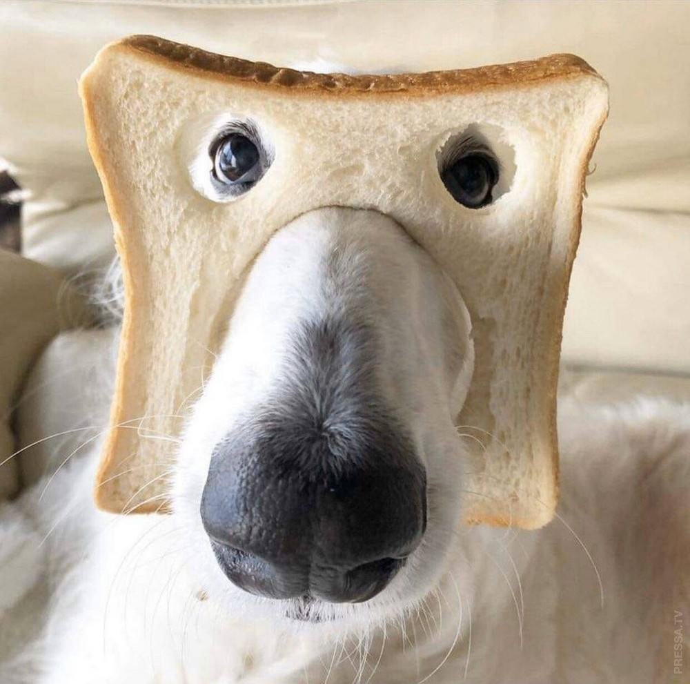Собака в хлебушке