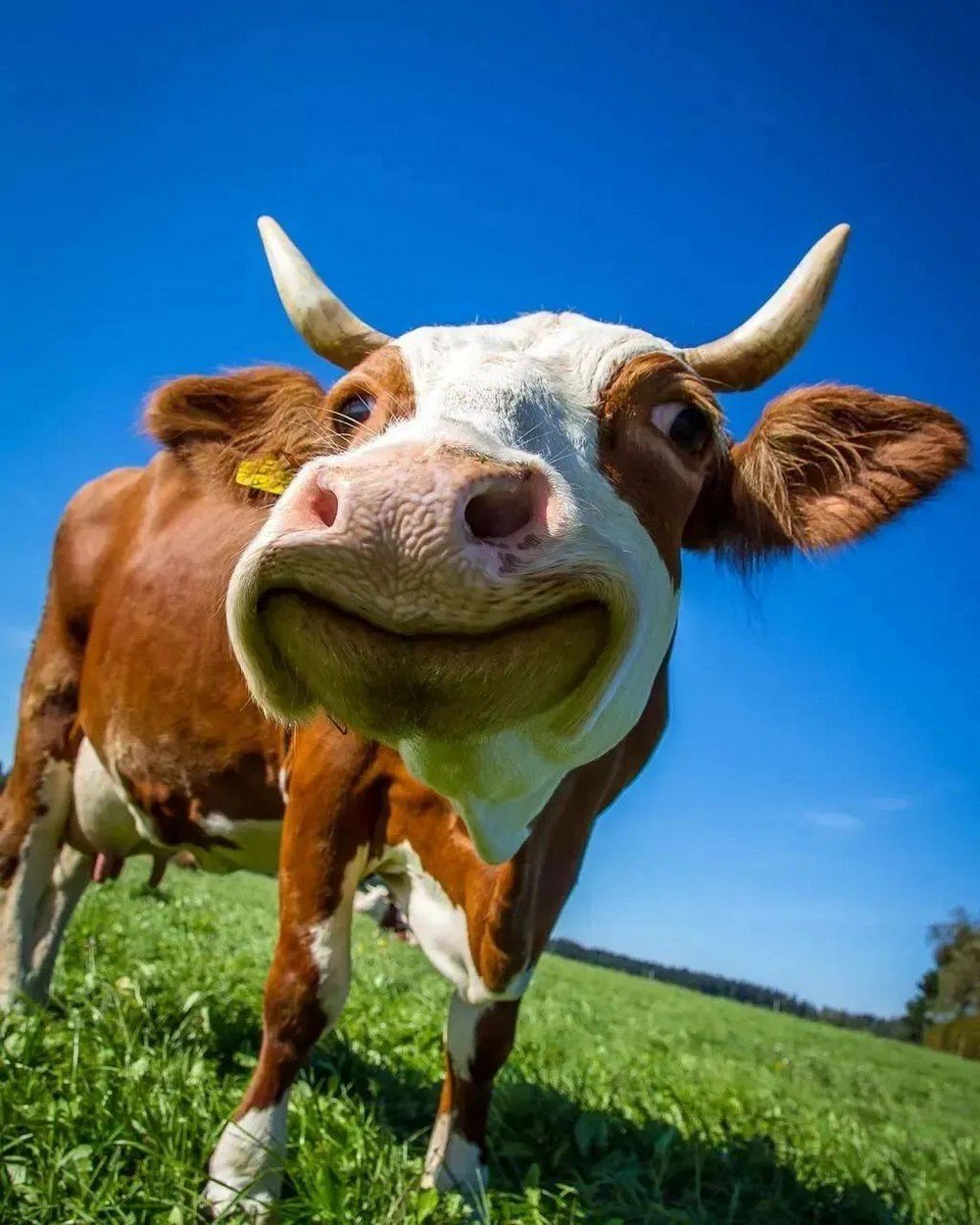 Красивая корова