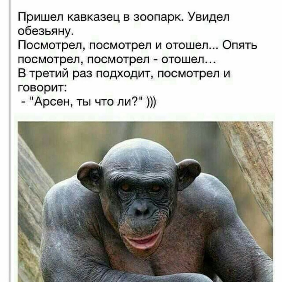 Анекдоты про обезьян