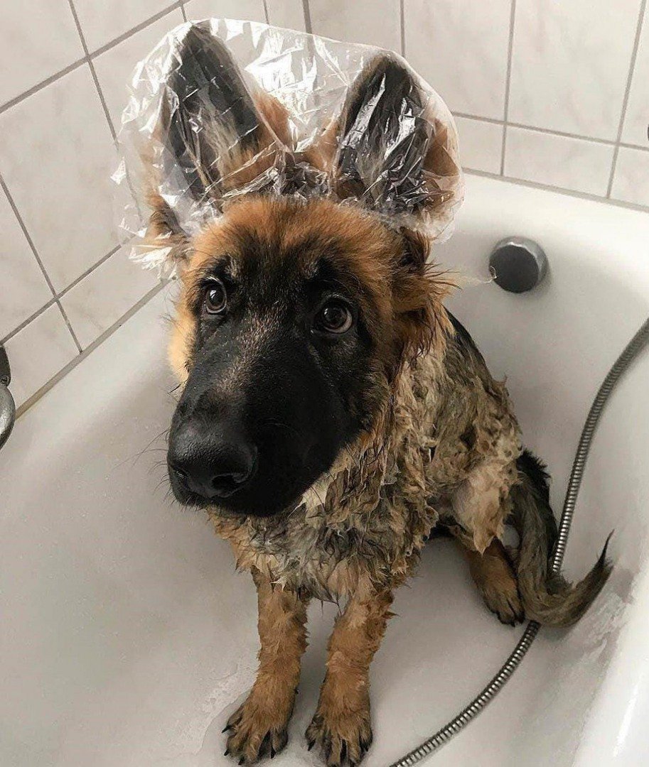 Милая мокрая собака