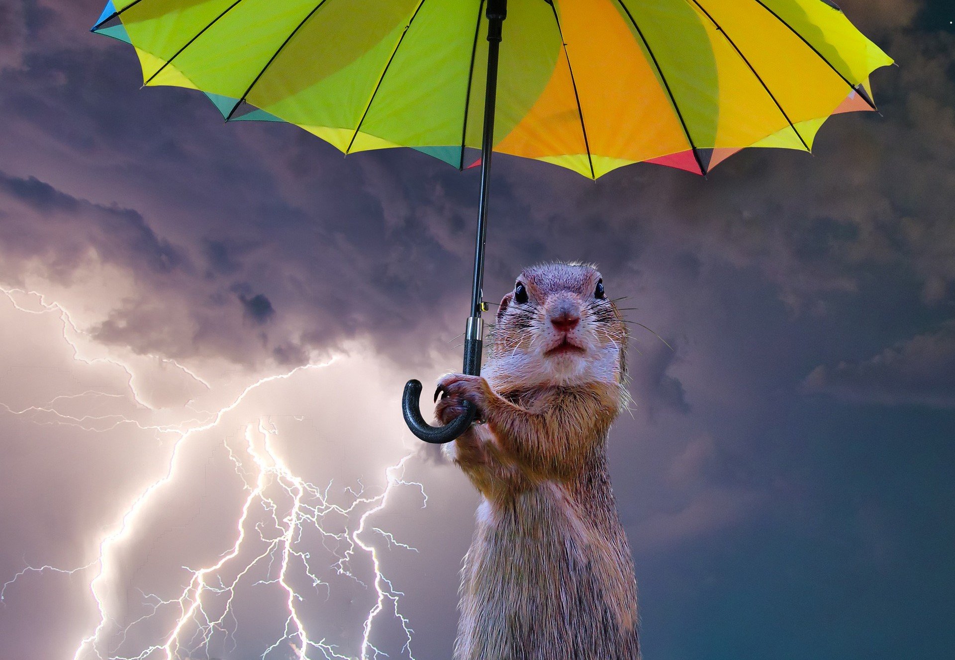Доброе утро ветер. Животные с зонтиком. Под зонтиком. Смешные зонтики. Животное под зонтом.