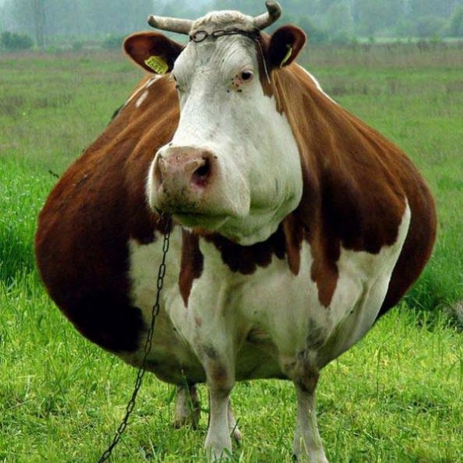 Жирная корова