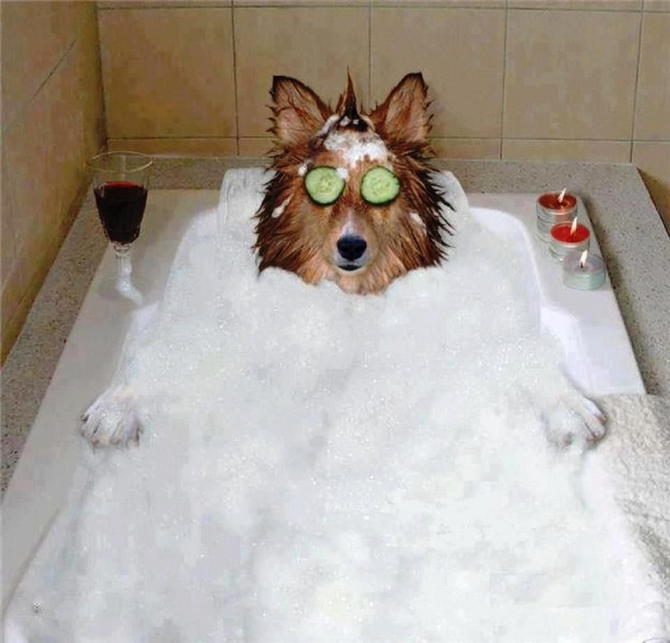 Собака в ванной