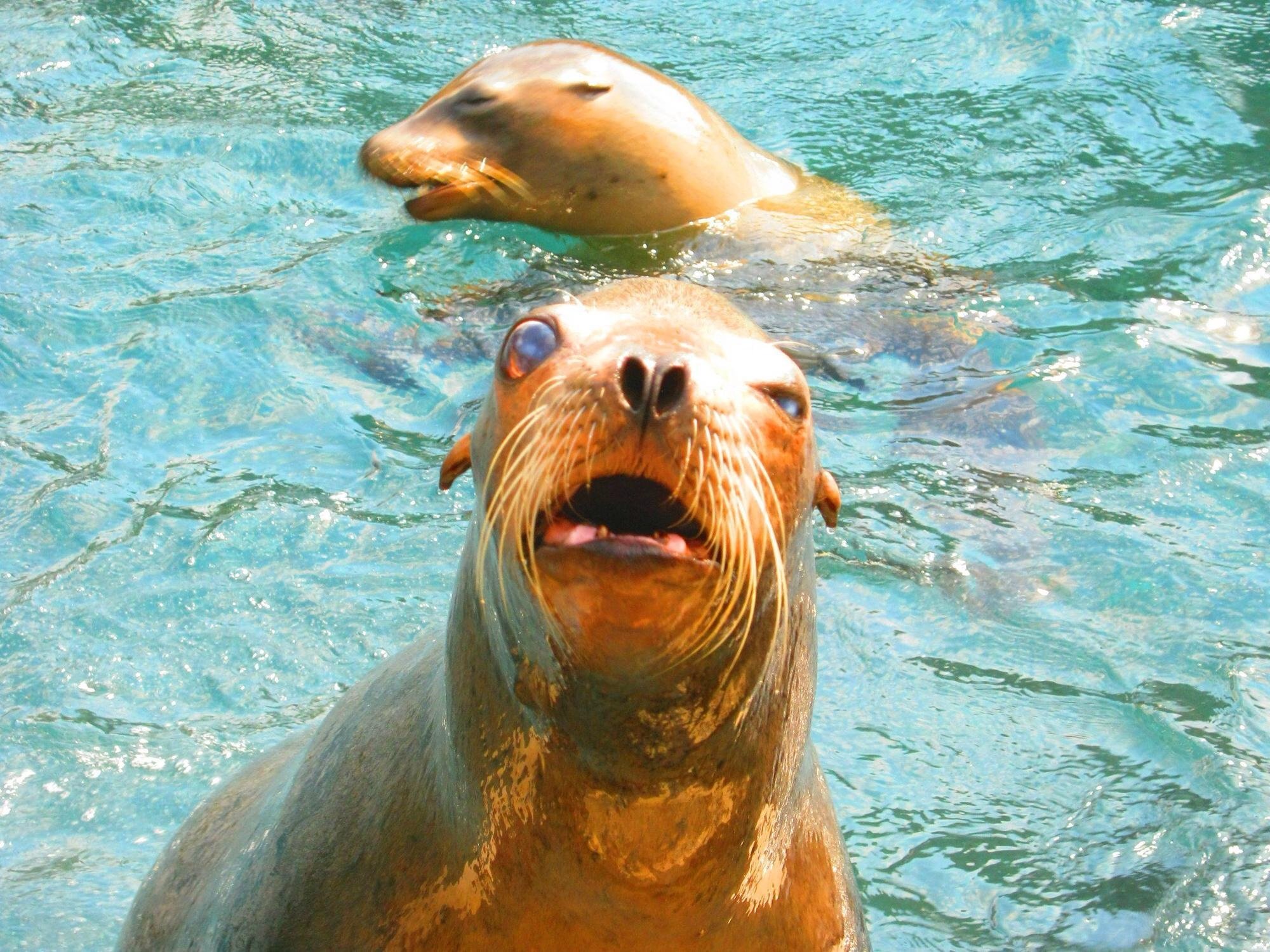 Веселое морская 1. Смешные морские животные. Веселый тюлень. Прикольные морские котики. Морской Лев смешной.