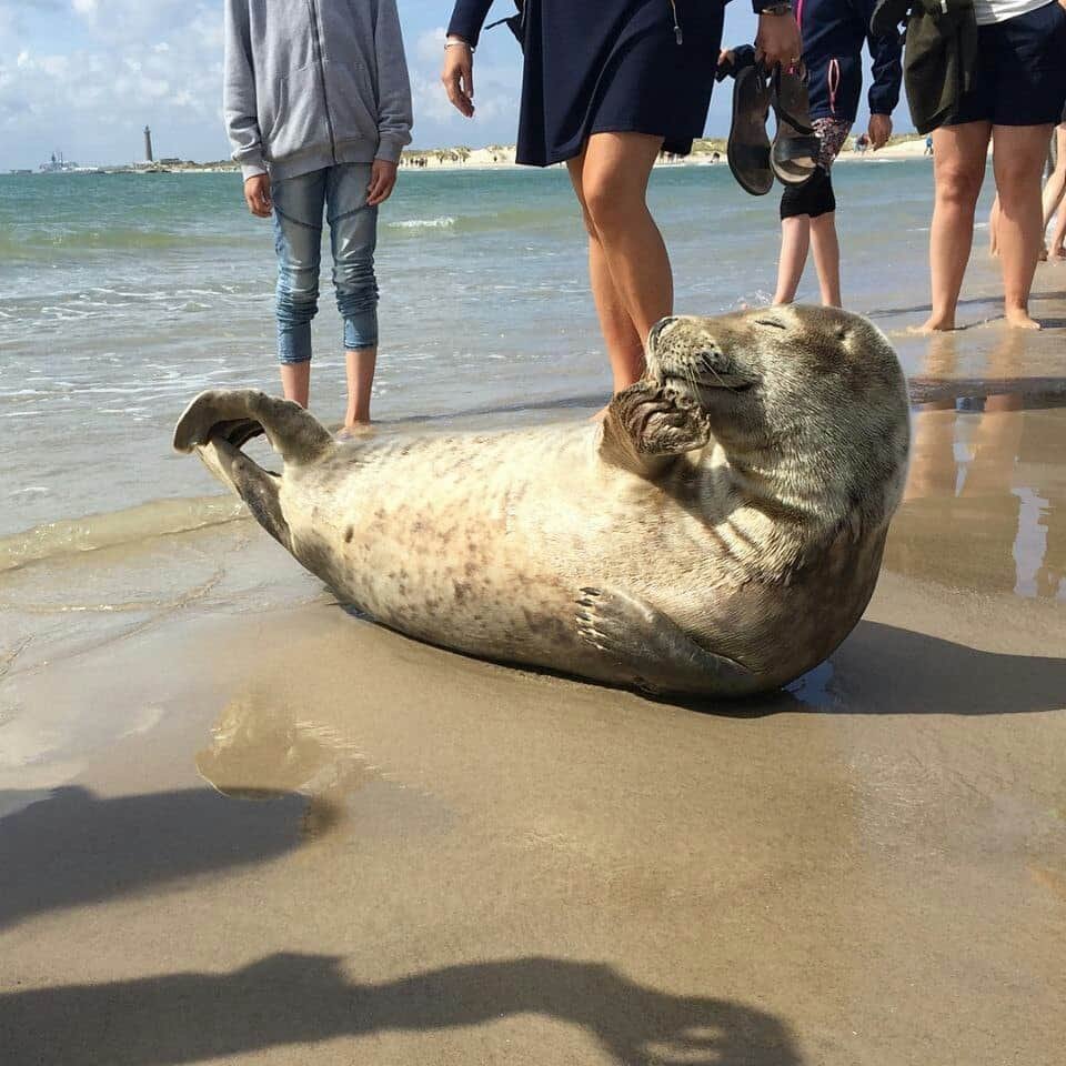 Тюлень на пляже