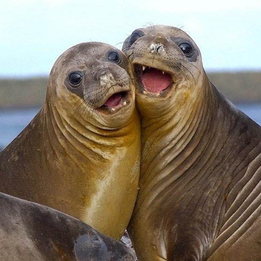 Seal тюлень