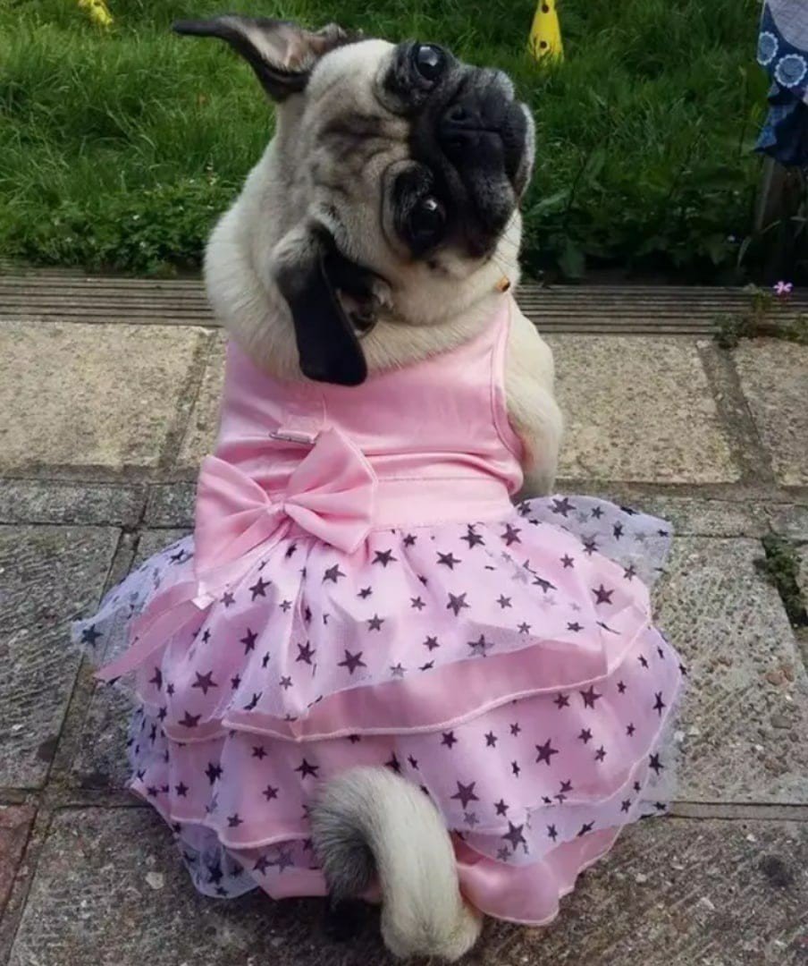 Моя собачка одета дороже тебя 1 час. Собачки в одежде. Мопс в платье. Одежда для МОПСА девочки. Платье для собак.