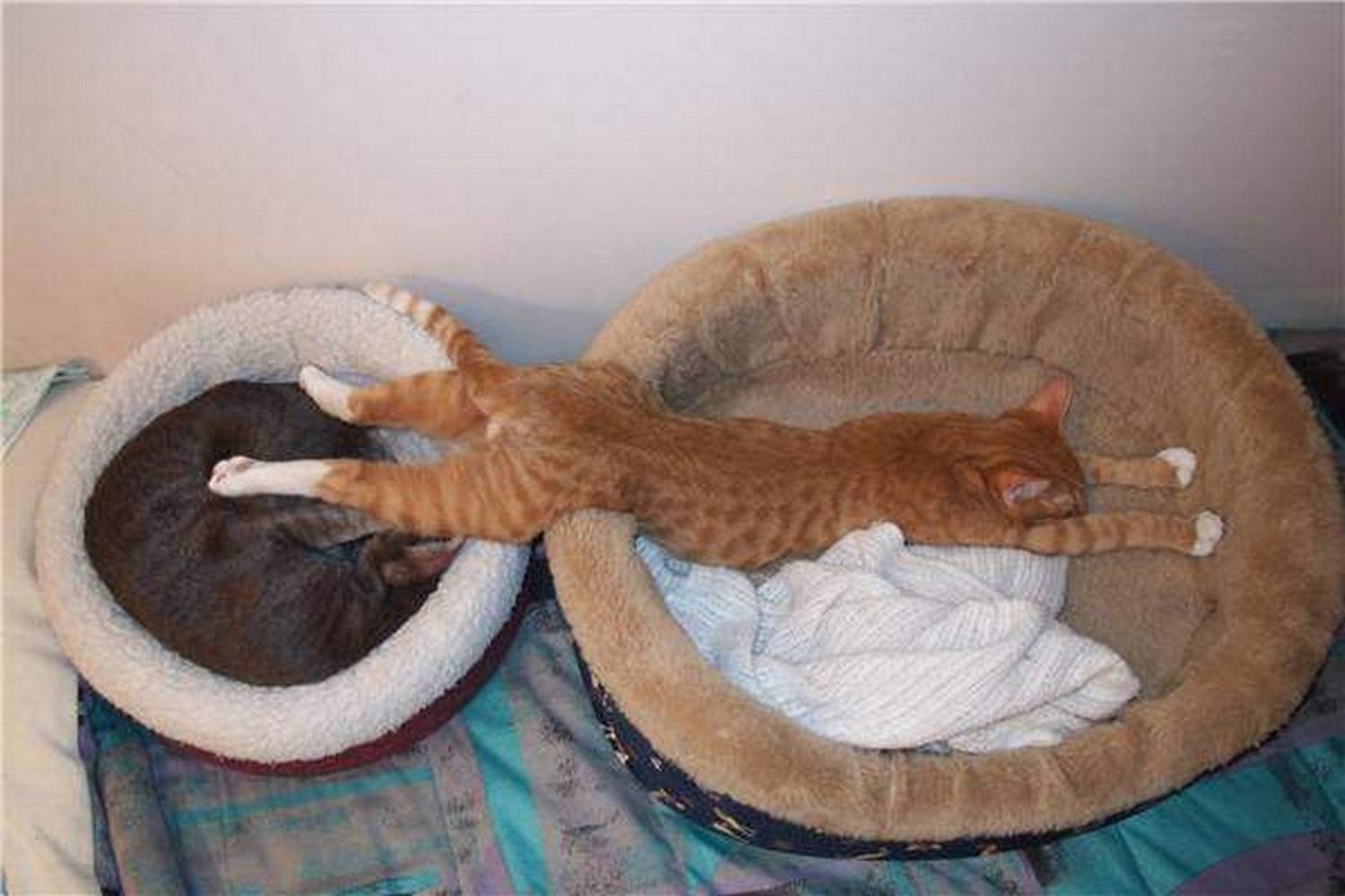 Почему коты постоянно спят. Спящие коты. Смешные позы котов. Кошачьи позы для сна.