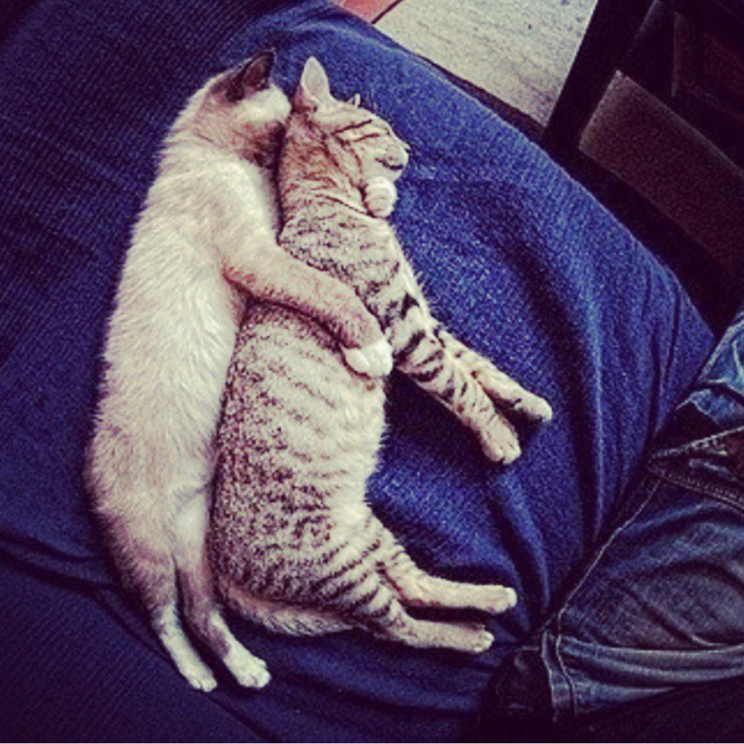 Почему кошки спят со мной. Спящие кошки. Сонный кот. Спящие котики в обнимку. Кошки спят в обнимку.