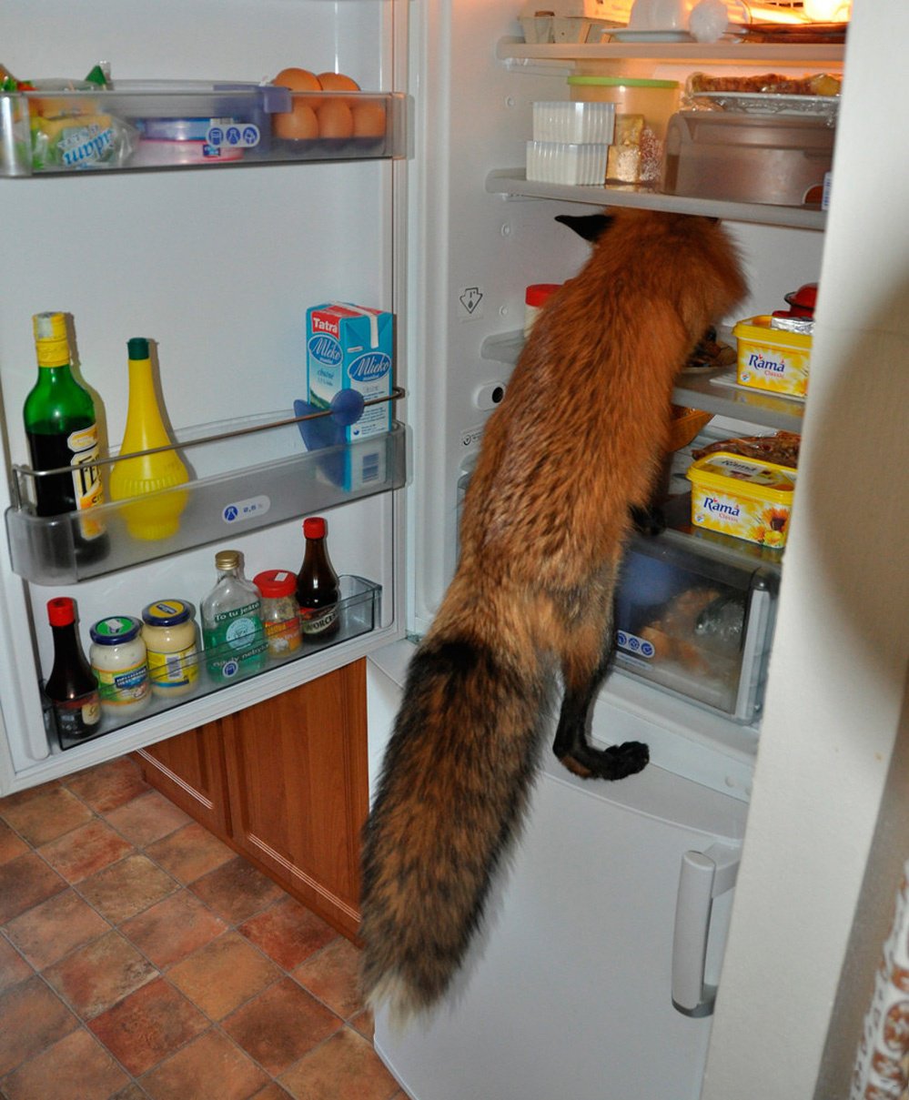 Лиса лезет в холодильник