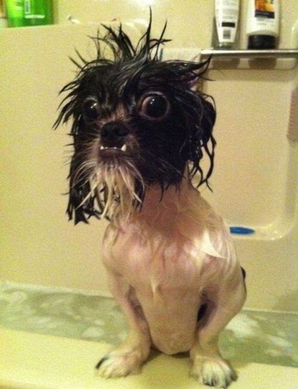 Смешные собаки и душ