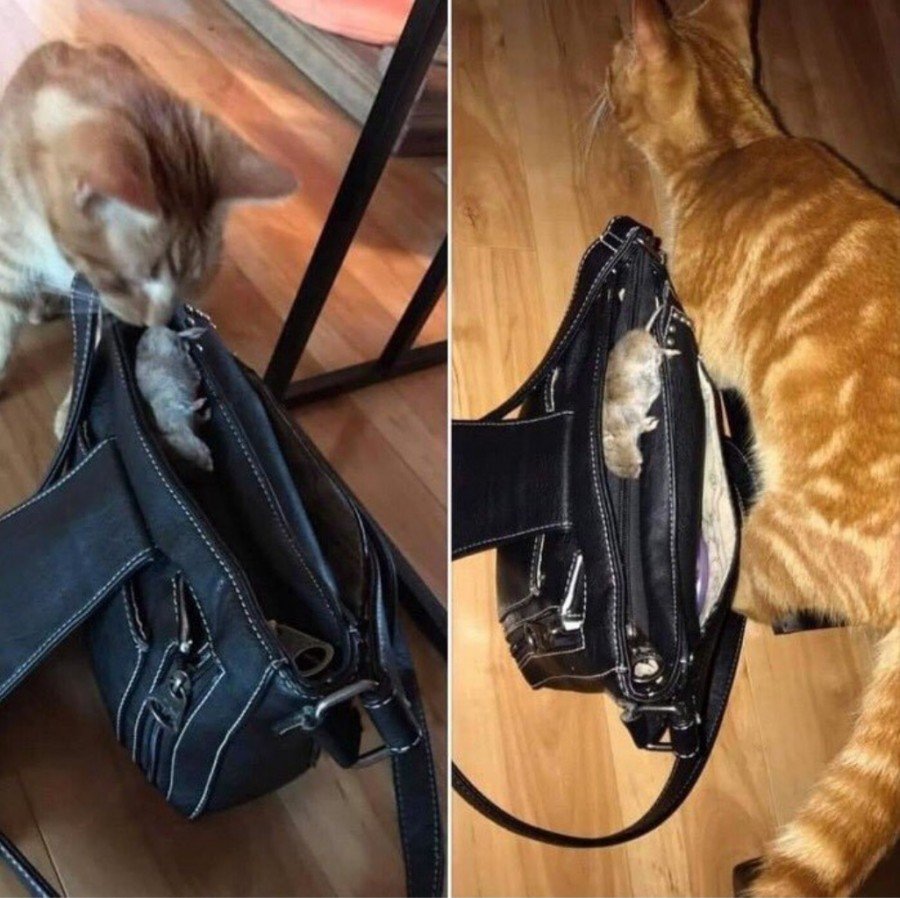 Принес кошку в сумке