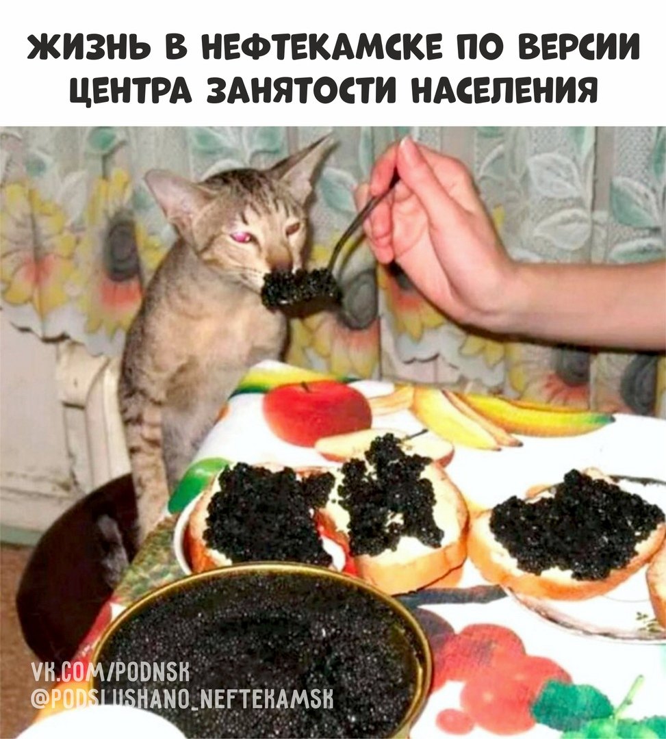 Кошка ест икру