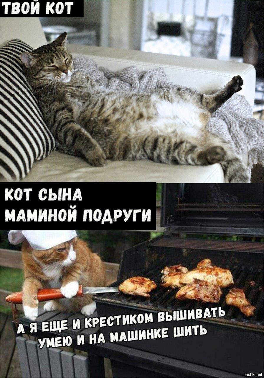 Смешные мемы про котов