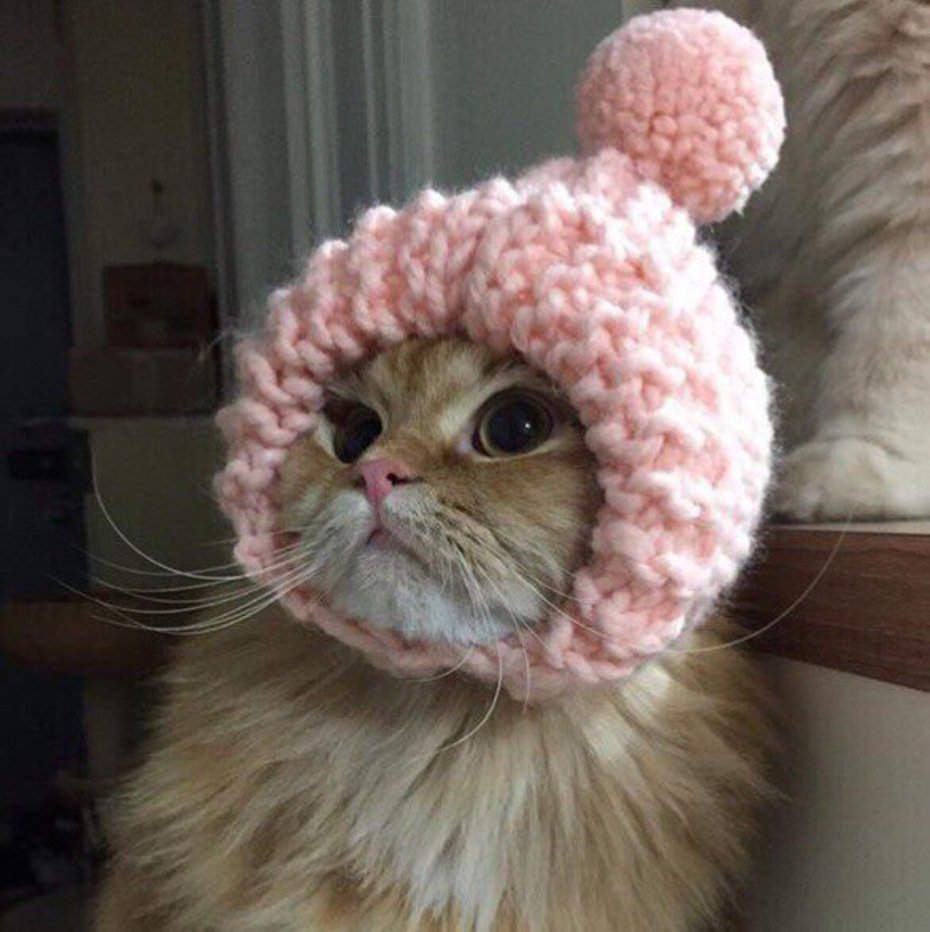 Смешной кот в шапке