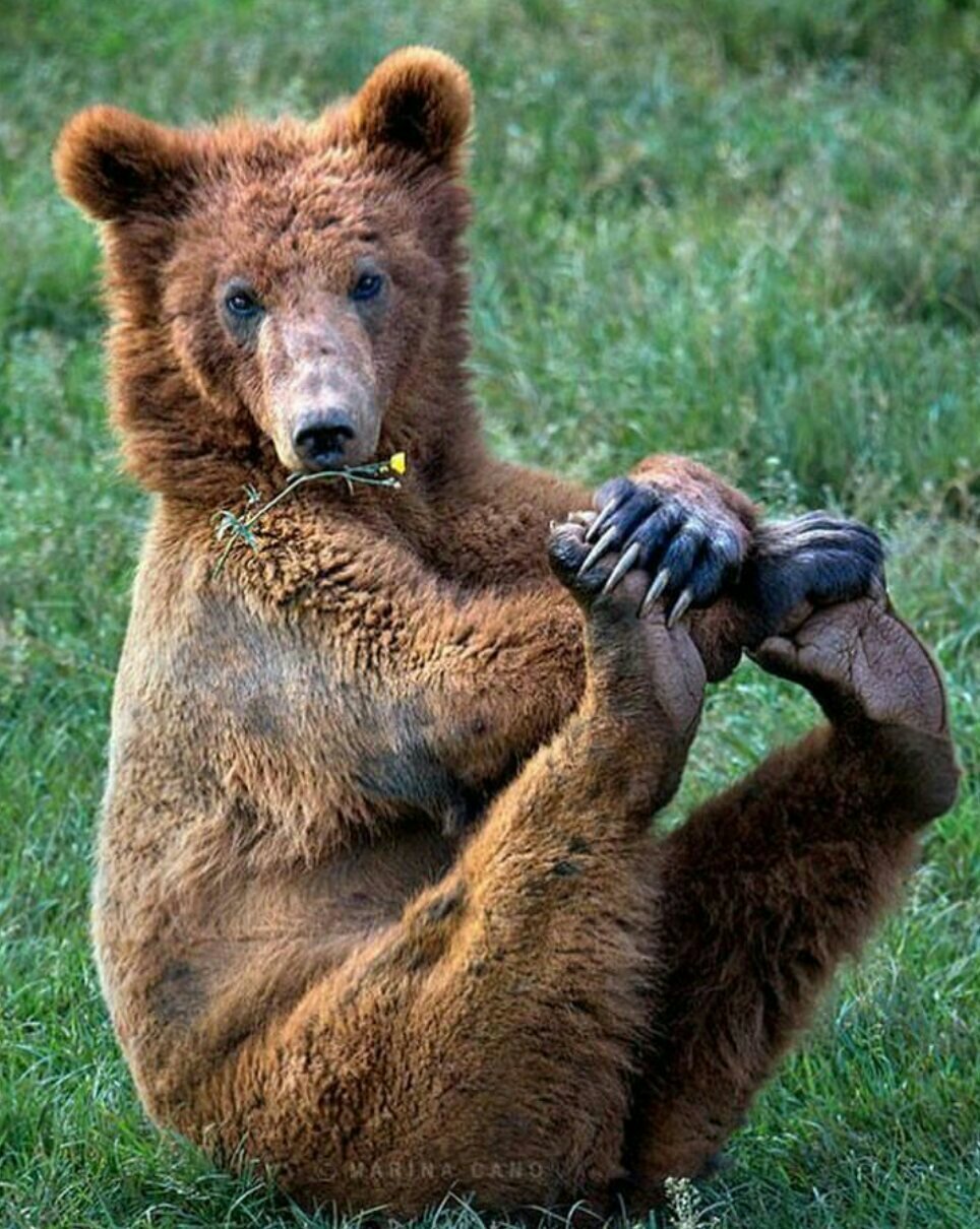 Радостный медведь