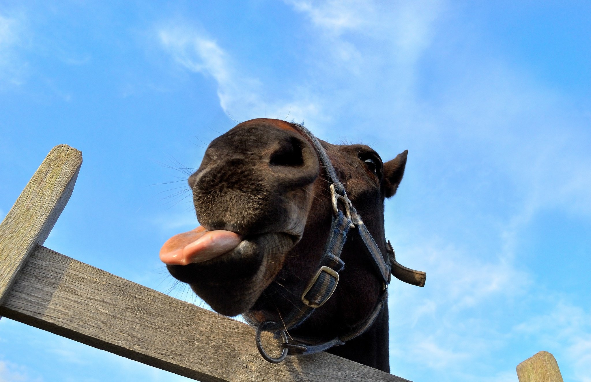 Лошадка язык. Лошадь с высунутым языком. Лошадь показывает язык. Морда коня смешная. Смешная морда лошади.