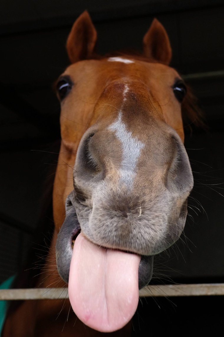 Лошадь с высунутым языком