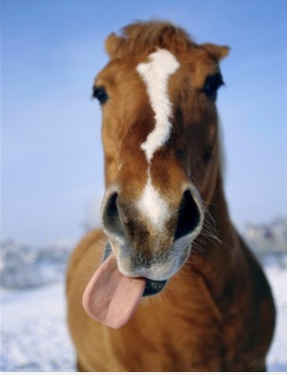 Лошадь с высунутым языком
