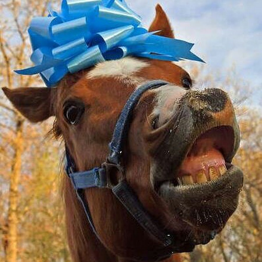 Подари лошадку. Прикольный конь. Конь с бантом. Смешная лошадь. Конь поздравляет с днем рождения.