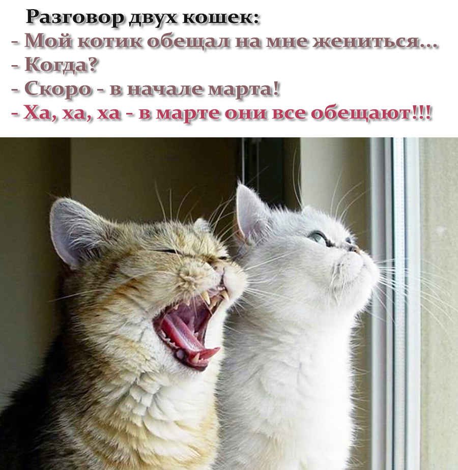 Анекдоты про котов и кошек