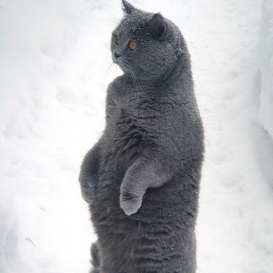 Серый кот на задних лапах