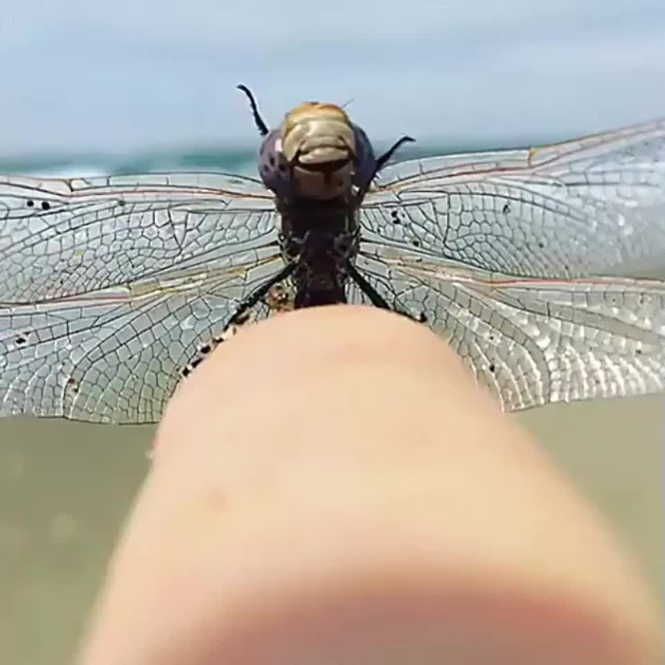 Полет мухи в замедленной съемке