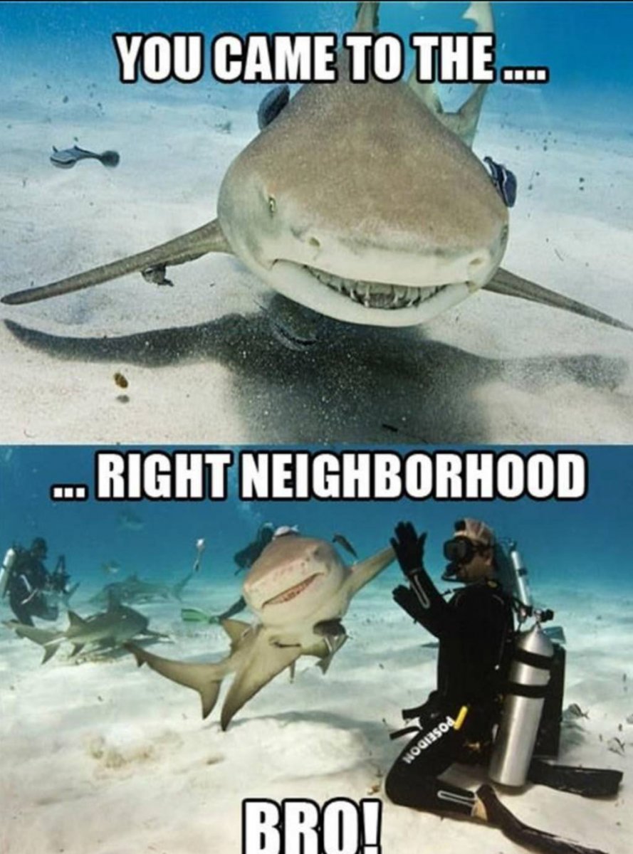 Шутки про акул