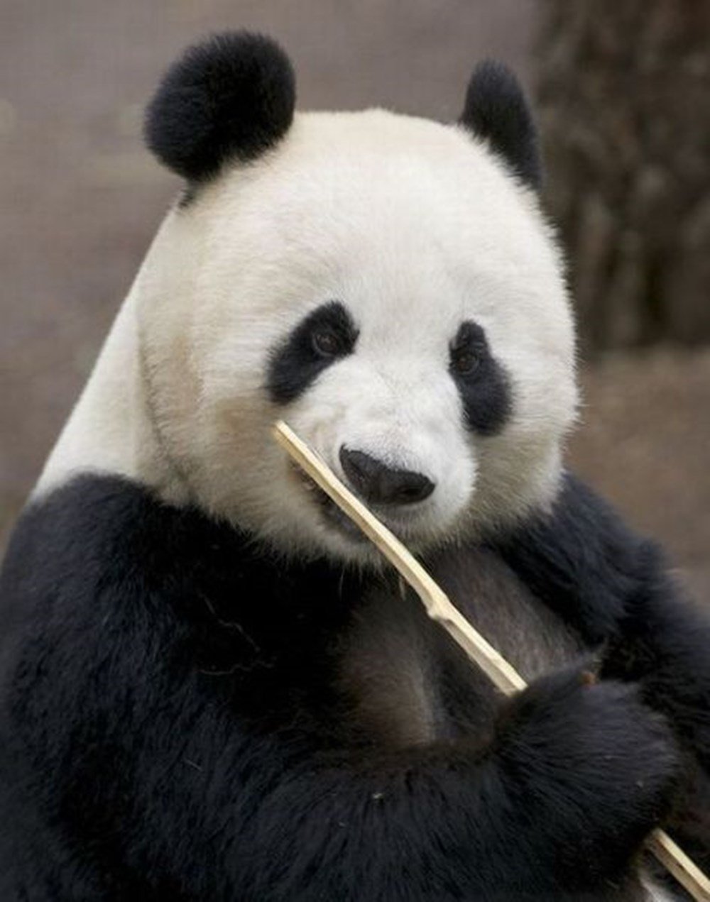 Панда на аву смешная