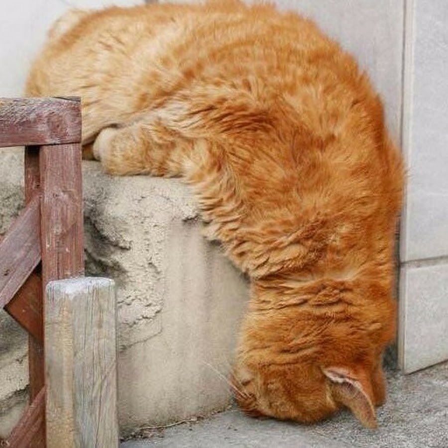 Усталый кот