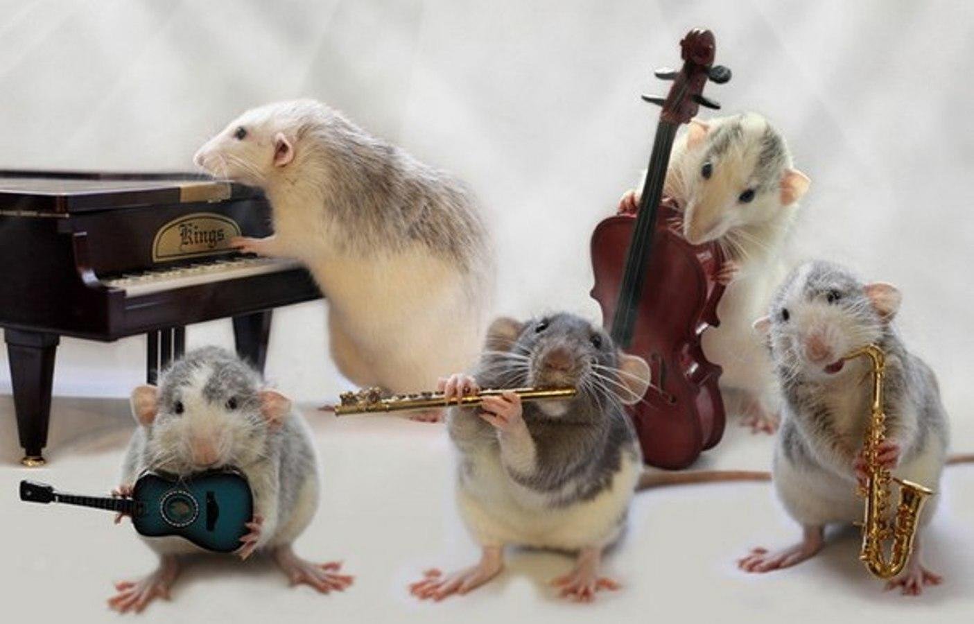 Пение животных. Эллен Ван Дилен. Крыски Эллен Ван Дилен. Крысы с музыкальными инструментами. Мышка с музыкальным инструментом.