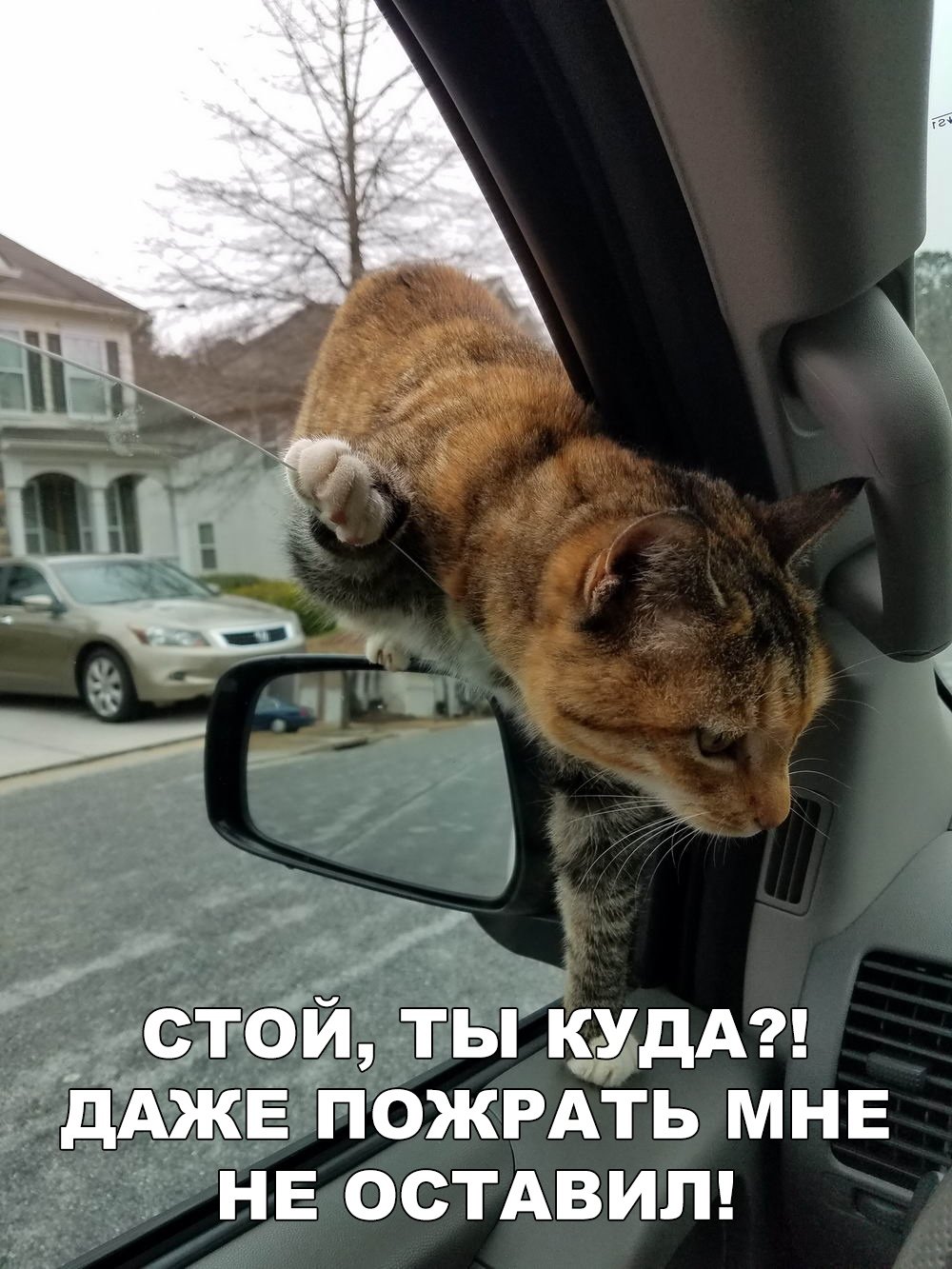 Кот в машине