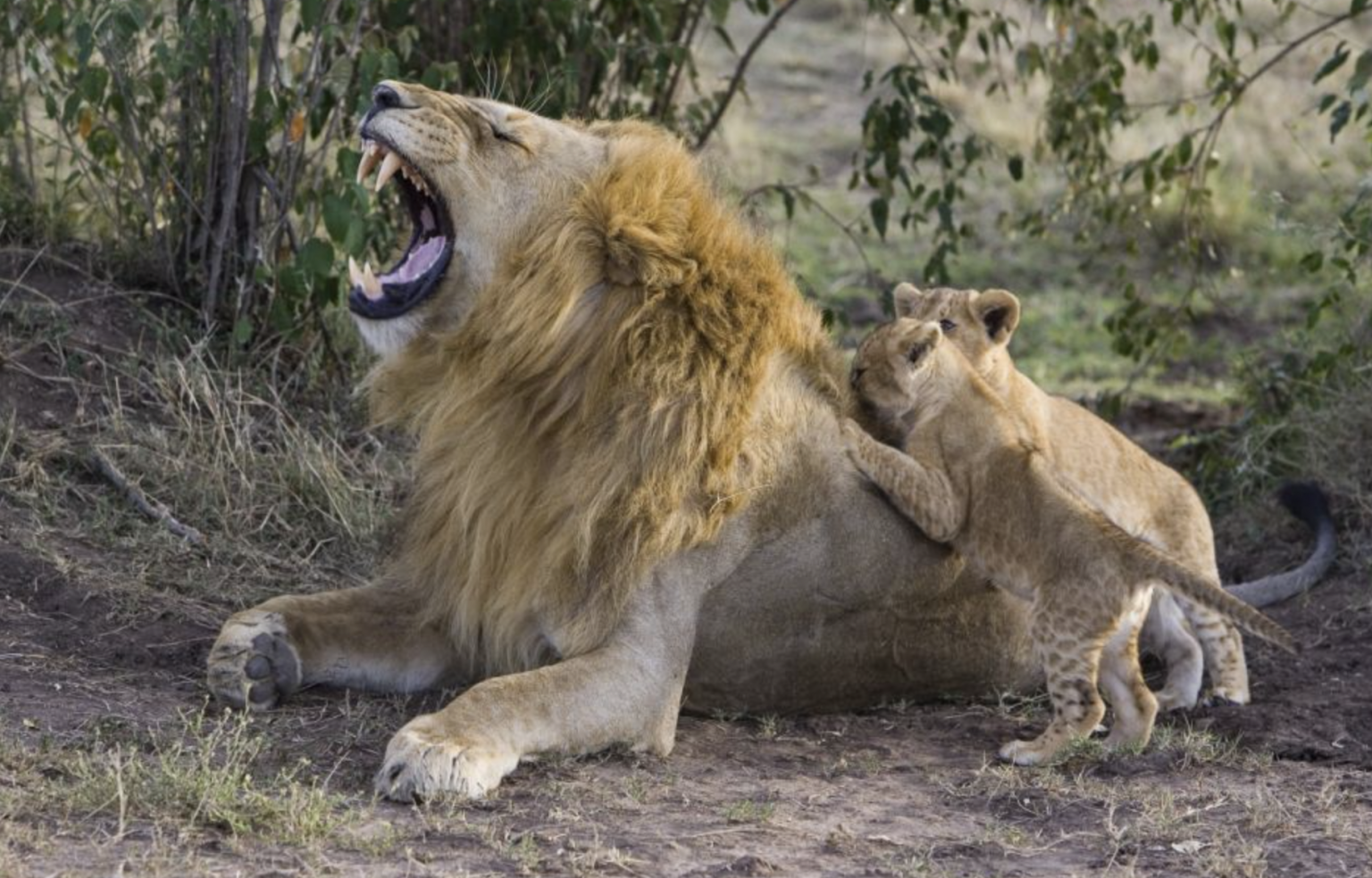Можно считать что львы. Львенок с мамой и папой. Лев прикол. Приколы про Львов.