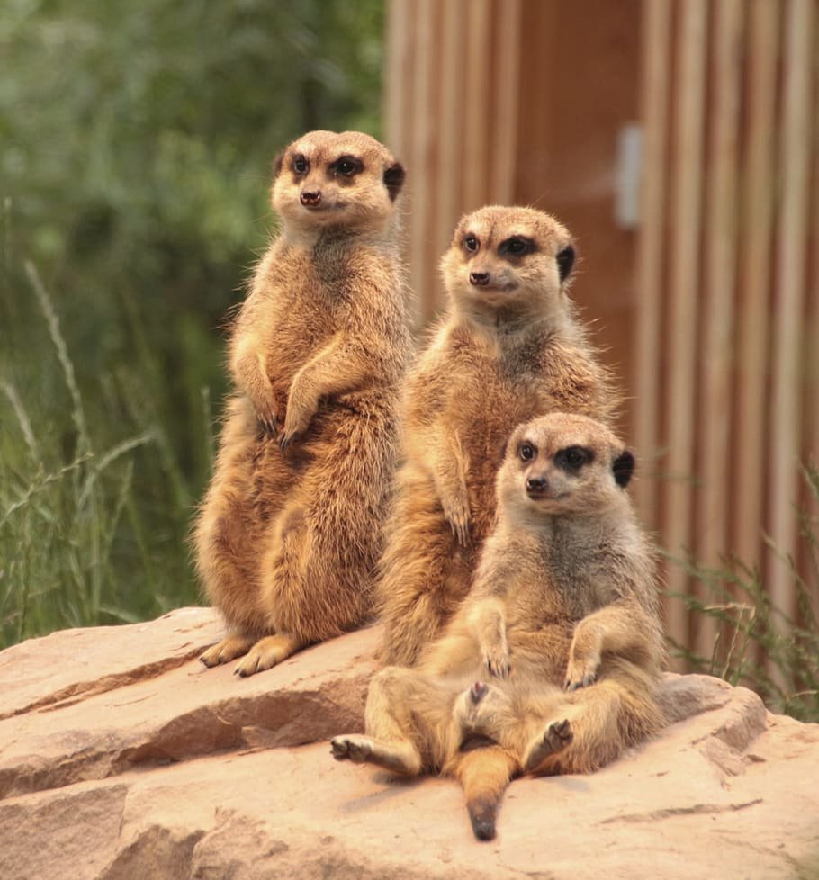 Meerkat Family сурикаты