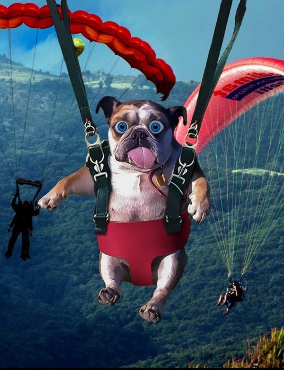 Собака парашютист