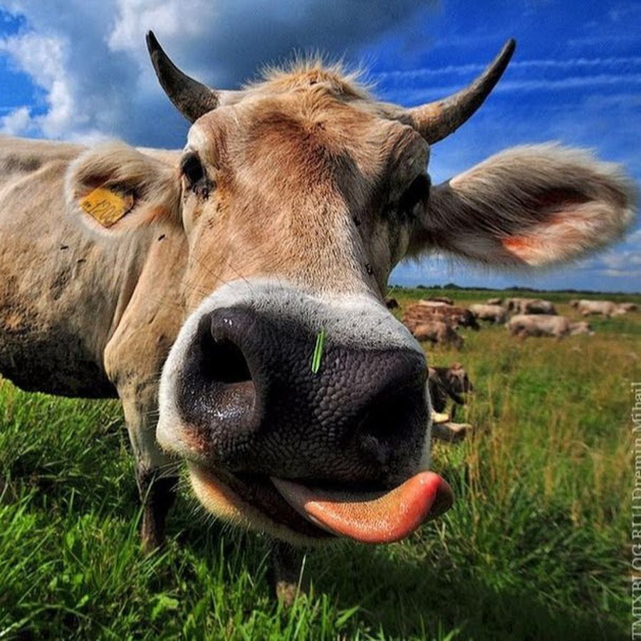 Смешные фото коров