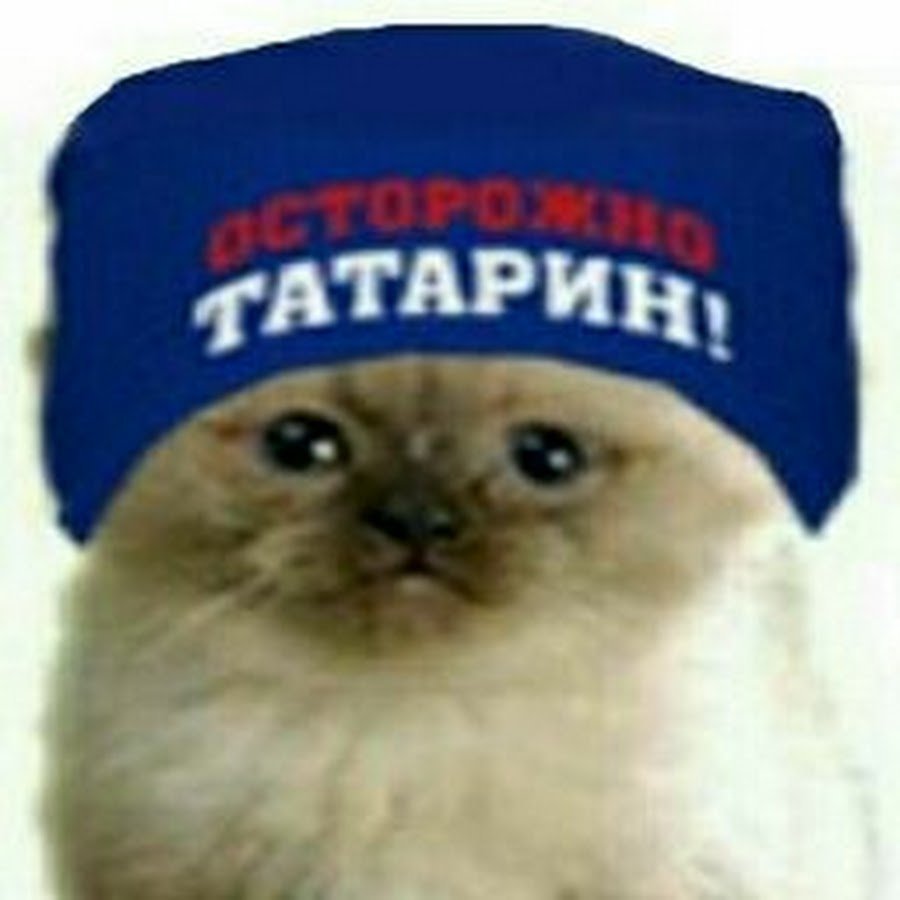 Кот с шапкой татарин