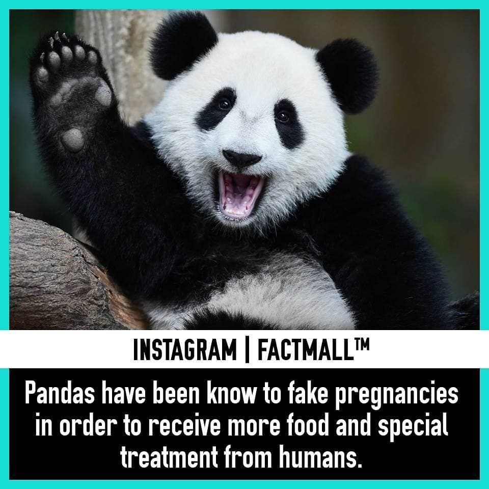 Прикольные панды