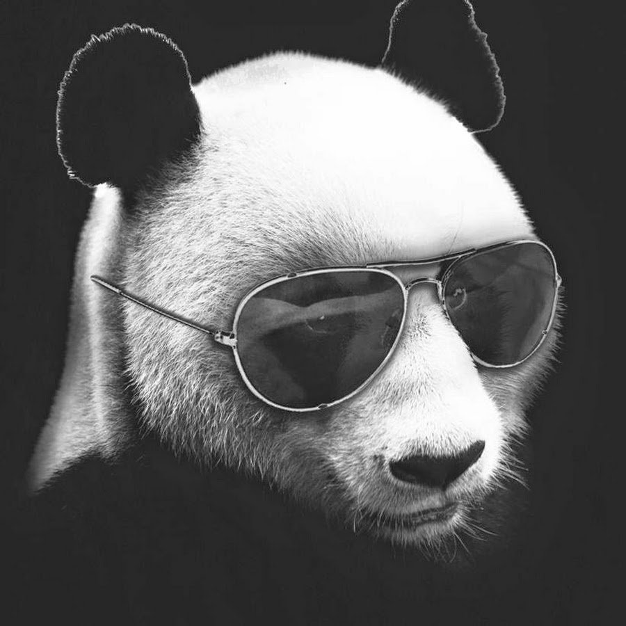 Панда джиу джитсу