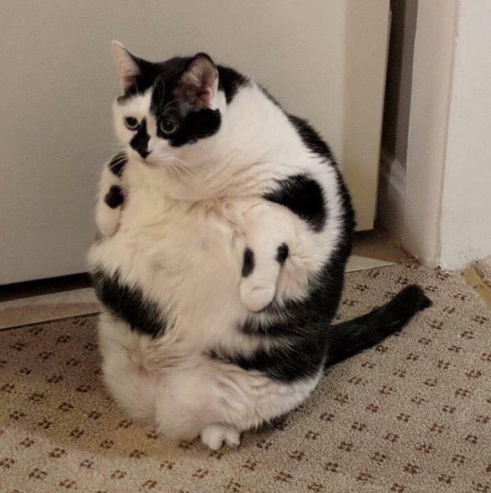 Толстый черно белый кот