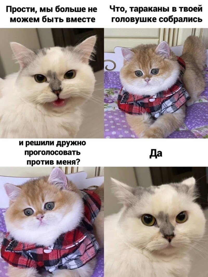 Котики смешные мемы