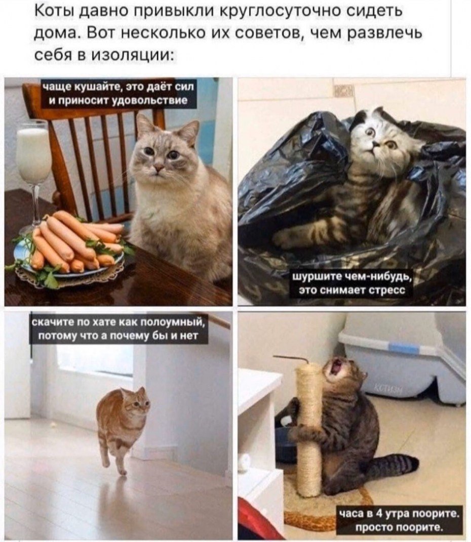 Мемы про карантин с котами