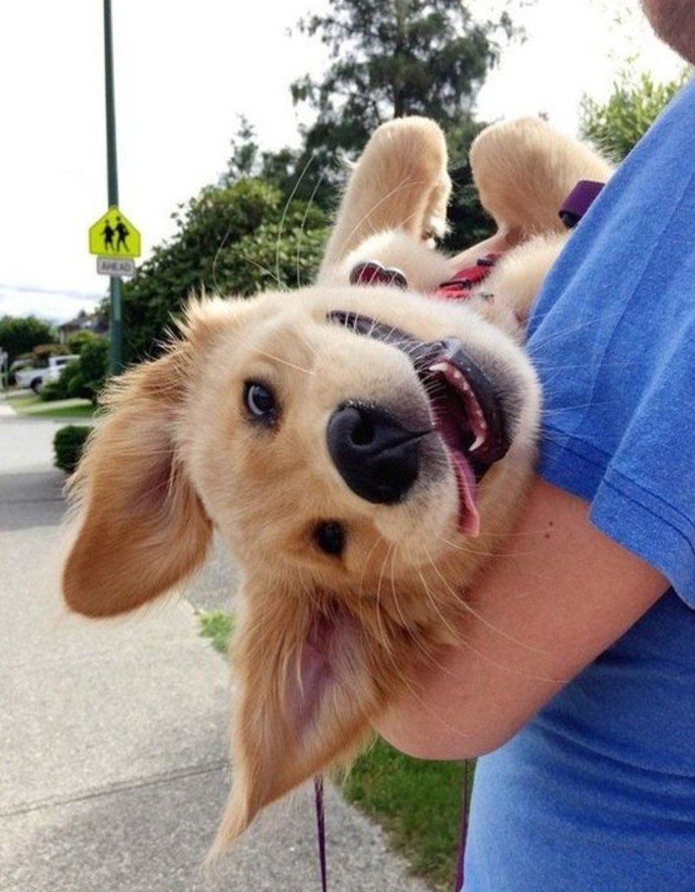 Милые собаки улыбаются