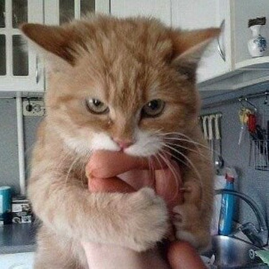 Кот похожий на сосиску