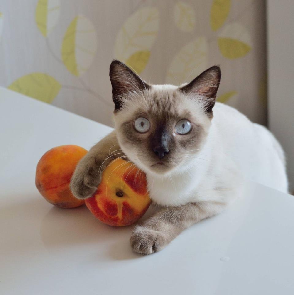 Котик персик