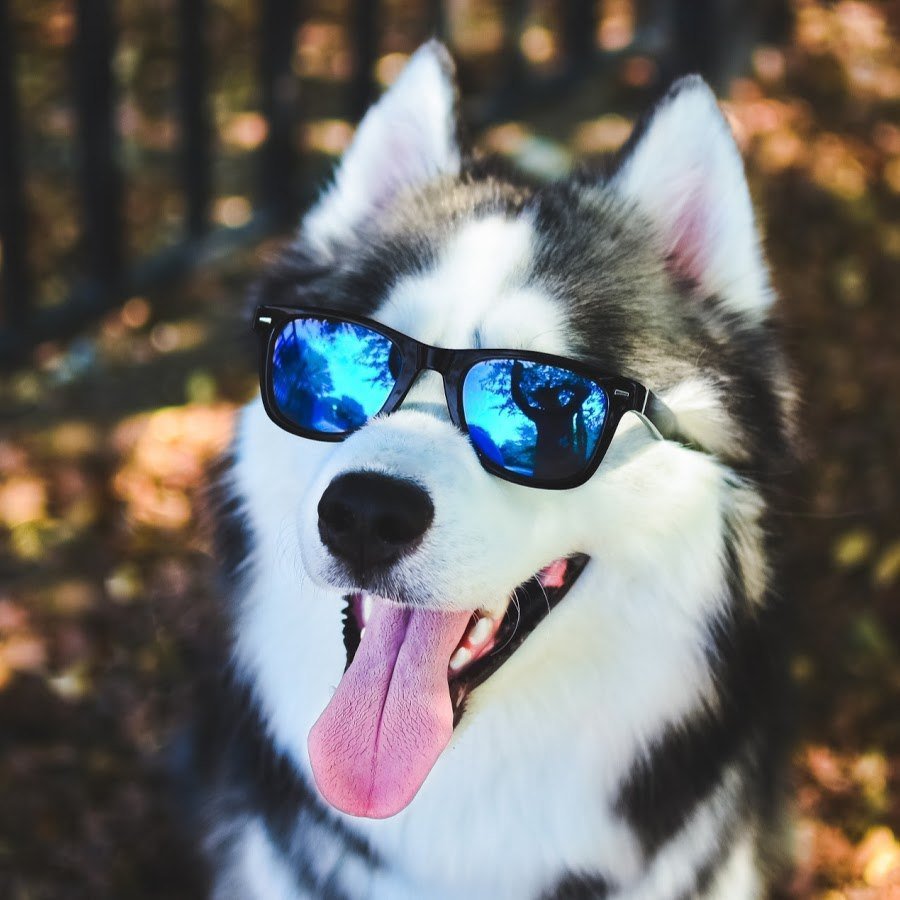 Крутая собака в очках