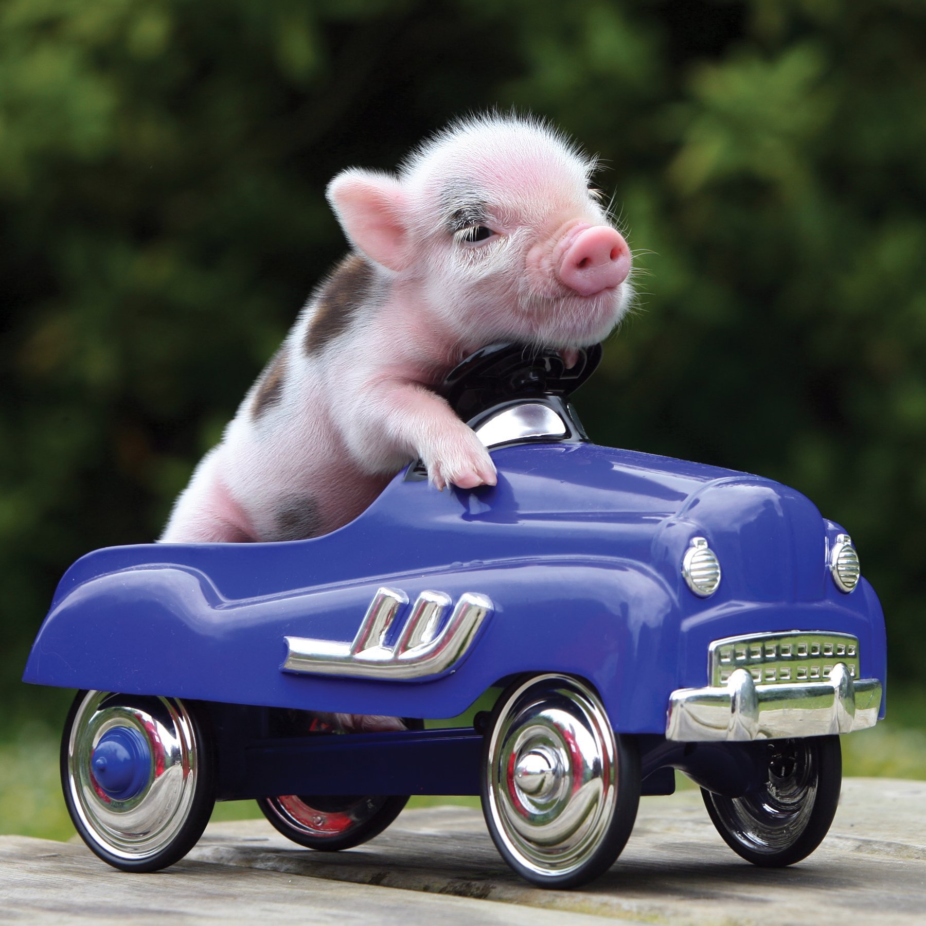 Едет на свинье. Минипиг. Свинки мини Пиги. Свинья за рулем. Поросенок в машине.