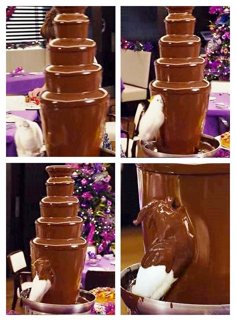 Мем попугай Какаду шоколадный фонтан